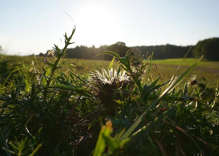 Reimann Mit Kostenloser Albcard Appartement